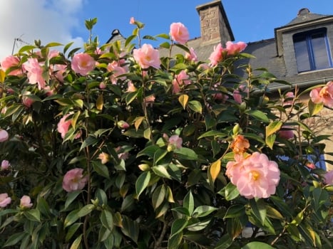 french flowering trees vocabulary 5