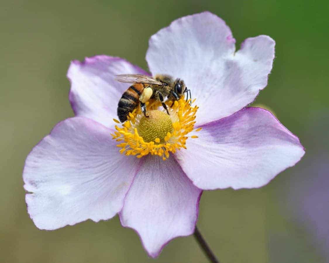 Bee on flower