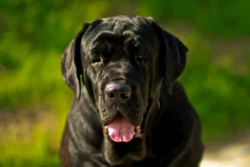 How To Say Big In French Grand Gros Gras