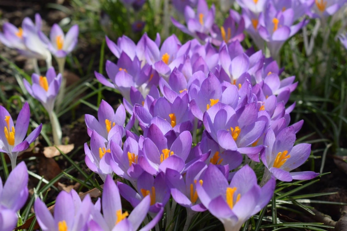 Purple crocus