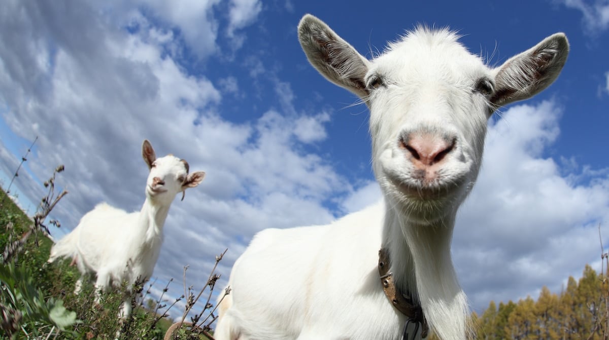 smiling goat