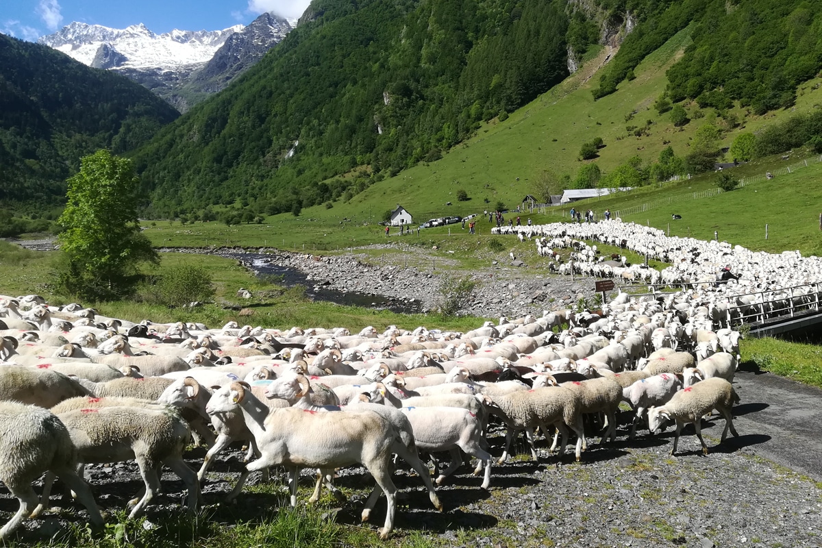 french herding vocabulary