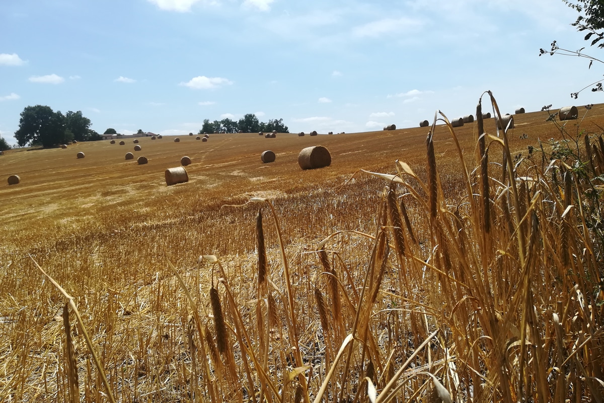 straw french vocabulary france