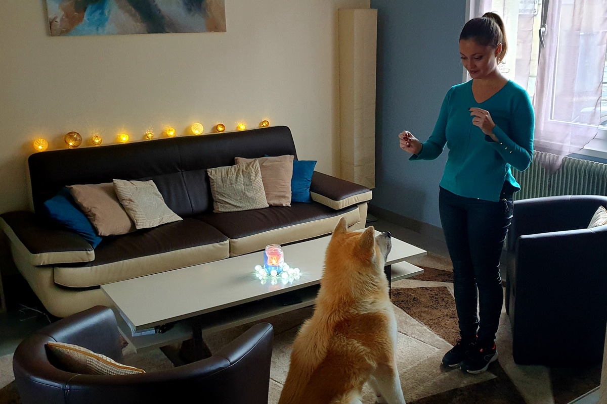 Eliane training her Akita Inu "Okami" in French