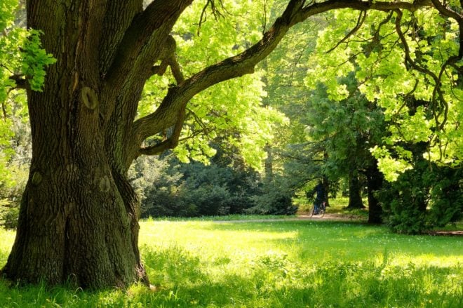 beautiful tree in france