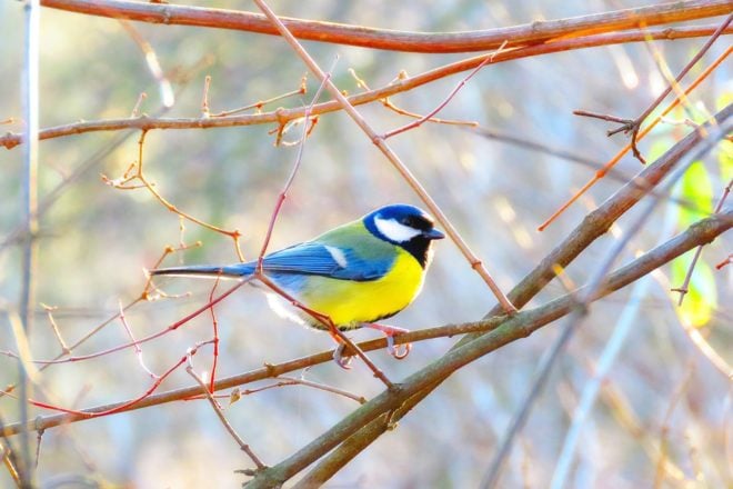 blue finch on a branch