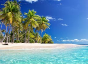 guadeloupe white beach and coconut tree