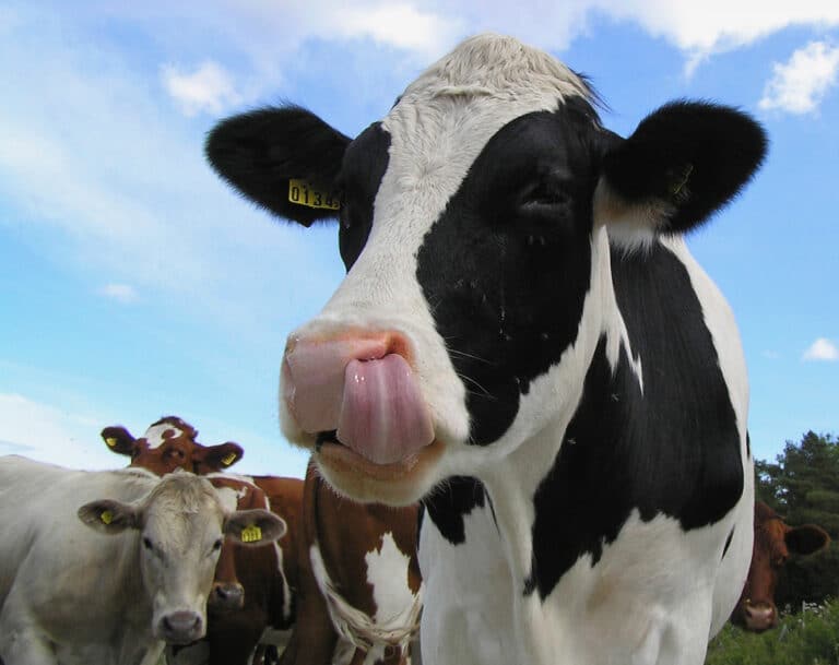 cow with tongue in nose