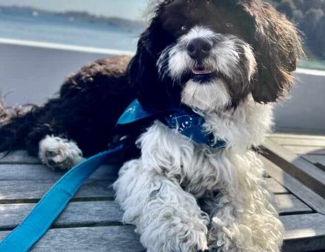 havanese bichon
