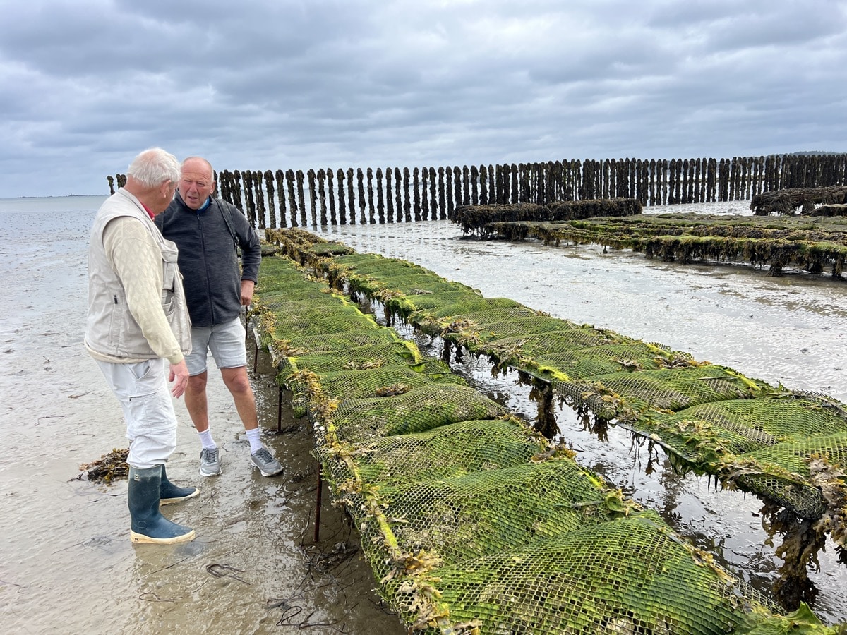 La Culture Des Huîtres : Un Voyage De La Mer À L’Assiette
